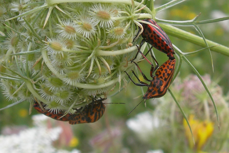 Graphosoma euro-mediterranei